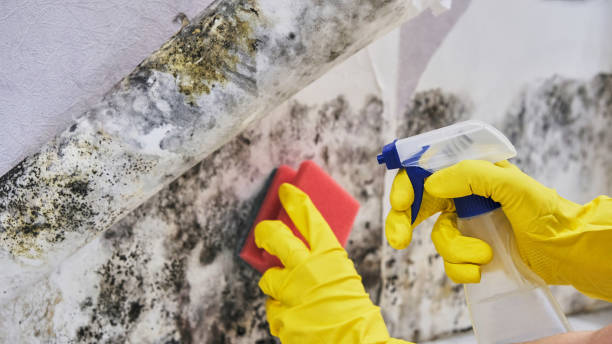 Why You Should Choose Our Mold Remediation Services in Tarpey Village, CA